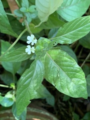 Phaulopsis imbricata