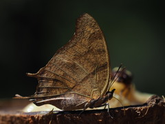 Polyura zoolina