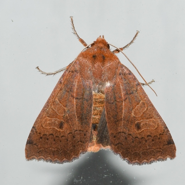 Southern Sallow