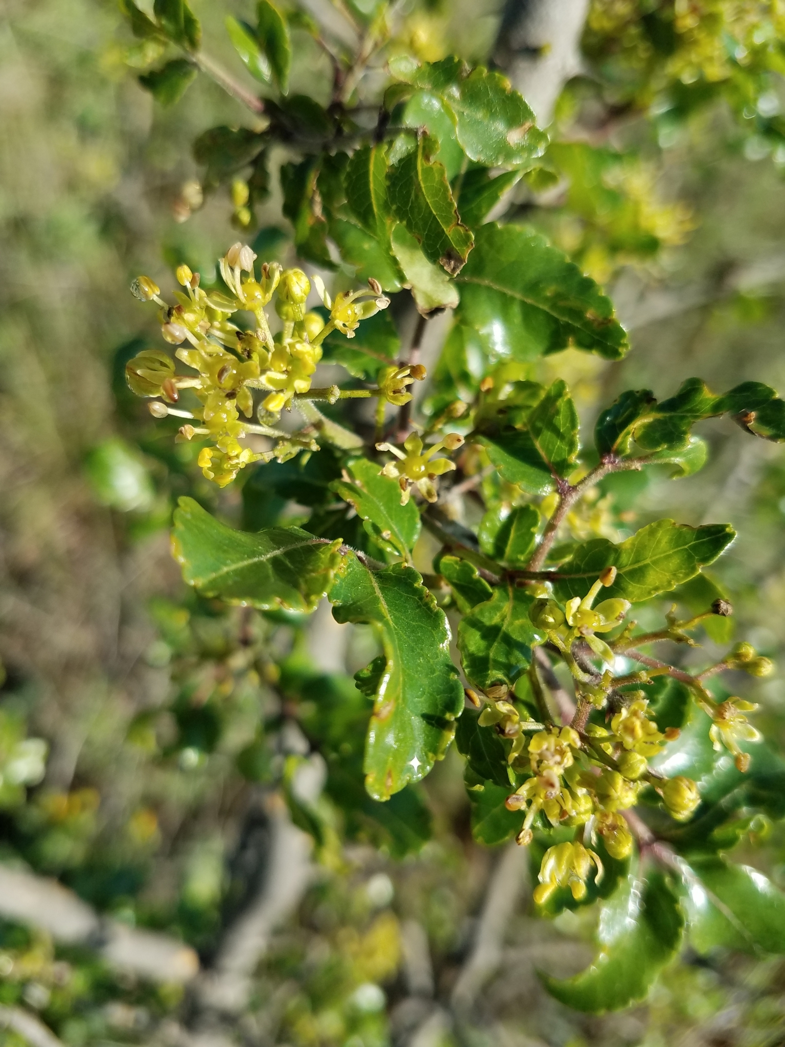 Zanthoxylum hirsutum