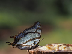 Polyura zoolina