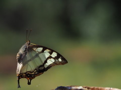 Polyura zoolina