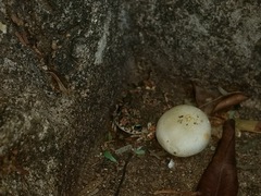 Poyntonophrynus fenoulheti