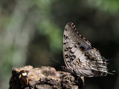 Charaxes achaemenes