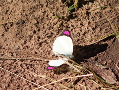 Colotis erone