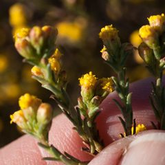 Marasmodes polycephala