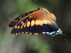 Charaxes achaemenes