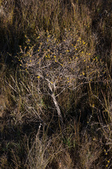 Marasmodes polycephala