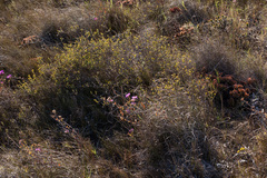 Marasmodes polycephala