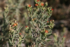 Delosperma testaceum