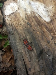 Pyrrhocoris apterus