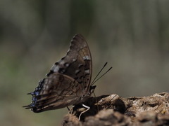 Charaxes guderiana