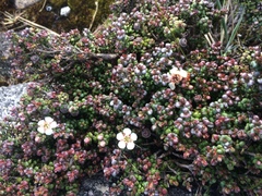 Leptospermum recurvum