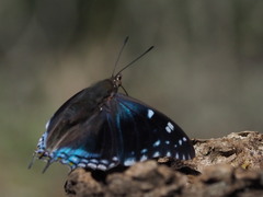 Charaxes guderiana