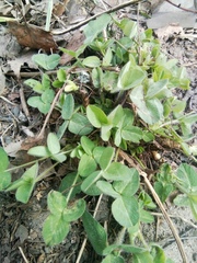 Trifolium pratense
