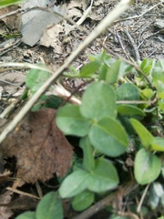 Trifolium pratense