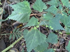 Laportea peduncularis