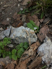 Geum