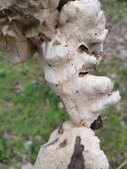 Fungi