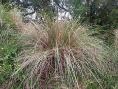 Stipa ambigua