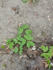 Aegopodium podagraria