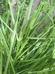 Carex davisii