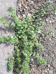 Veronica persica