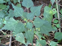 Laportea peduncularis