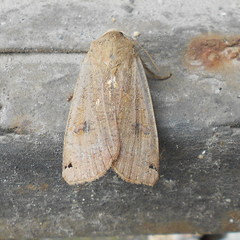 Noctua orbona