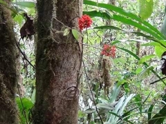 Epidendrum jamiesonis