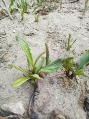 Magnoliopsida