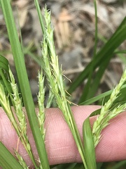 Carex davisii