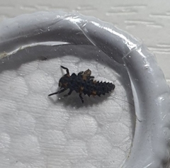 Coccinella septempunctata