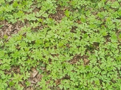 Aegopodium podagraria