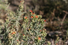 Delosperma testaceum