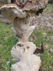 Fungi
