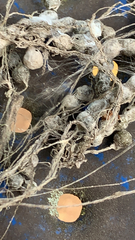 Mecynogea lemniscata