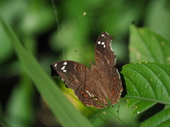 Junonia natalica