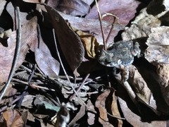 Poyntonophrynus fenoulheti