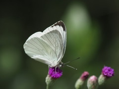 Dixeia doxo parva