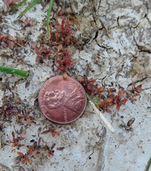 Elatine brachysperma