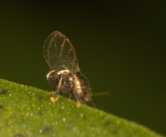 Triozidae