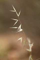 Festuca microstachys