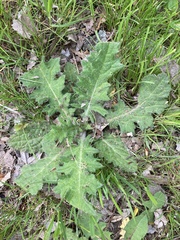 Cirsium pumilum