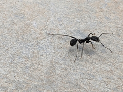 Aphaenogaster senilis