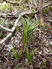Dianella sandwicensis