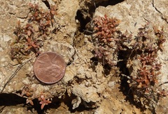 Elatine brachysperma