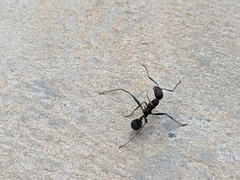 Aphaenogaster senilis
