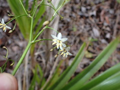 Dianella sandwicensis