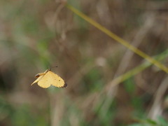 Pentila tropicalis fuscipunctata